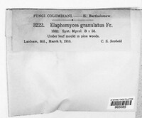 Elaphomyces granulatus image